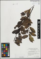 Foto von Salix mielichhoferi Saut.